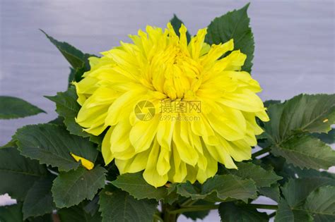 它是一种喜欢阳光的植物高清图片下载-正版图片507473507-摄图网