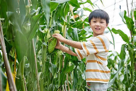 用放大镜观察玉米的小男孩高清图片下载-正版图片501785722-摄图网