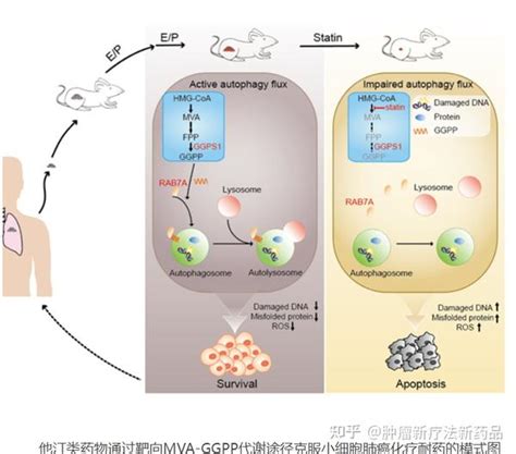 癌症 肠道微生物 抗癌疗效 – 谷禾健康