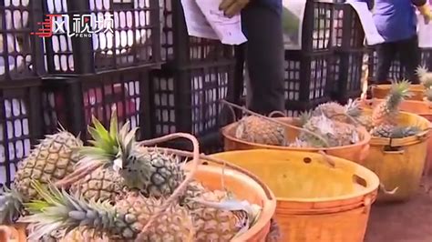 凤梨包装盒单粒菠萝金钻海南台湾通用1枚装礼品盒手提水果盒-阿里巴巴