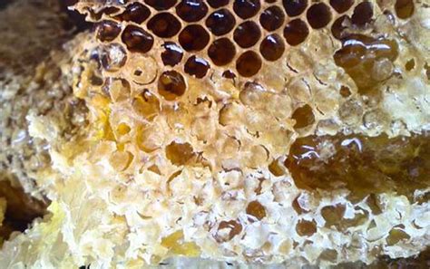蜂巢泡酒的功效与作用，蜂巢的药用价值 - 鲜淘网