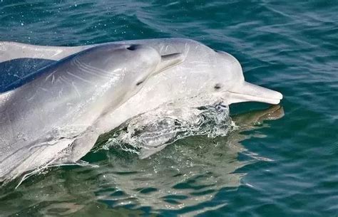 白海豚也能成为特色药用海洋动物？ _www.isenlin.cn