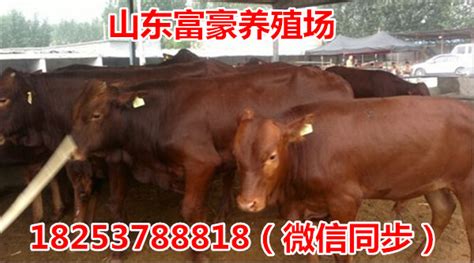 夏洛莱牛销售$肉牛多少钱一头批发价格 山东济宁 西门塔尔牛 牛-食品商务网