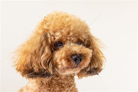 泰迪狗图片 泰迪最漂亮造型图-宠物王