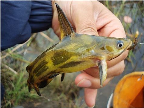 几种在乡下小河里可能能发现的原生观赏鱼汇总二-原生鱼图鉴 - 知乎