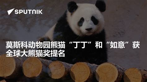 7月1日起可在线观看旅俄大熊猫“如意”和“丁丁”的日常生活 - 2019年6月14日, 俄罗斯卫星通讯社