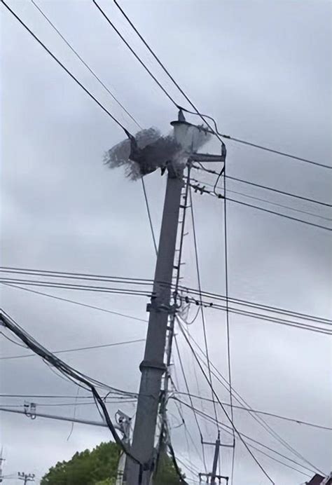 广西25岁男子倒挂高压线触电身亡-一般事故Minor-安厦系统科技有限责任公司