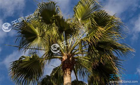 棕榈-丽江园林绿化植物-图片