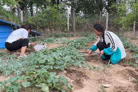 猫砂能当肥料种蔬菜吗