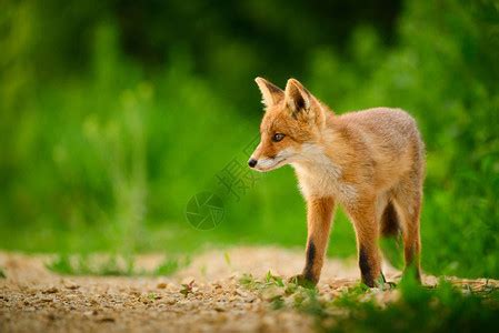红狐狸幼崽高清图片下载-正版图片504310552-摄图网