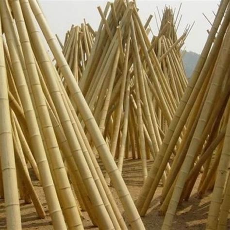 如何用竹子搭建简易棚,自己用竹子搭简易雨棚,用竹子做简易大棚_大山谷图库