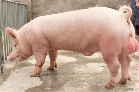 商品猪养殖 – 吉林华正农牧业开发股份有限公司