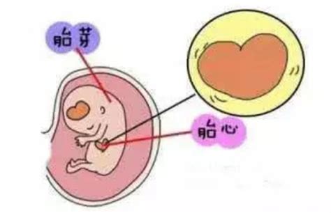 胎心监护图怎么看结果_知秀网