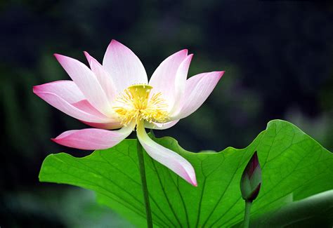 一朵莲花图片