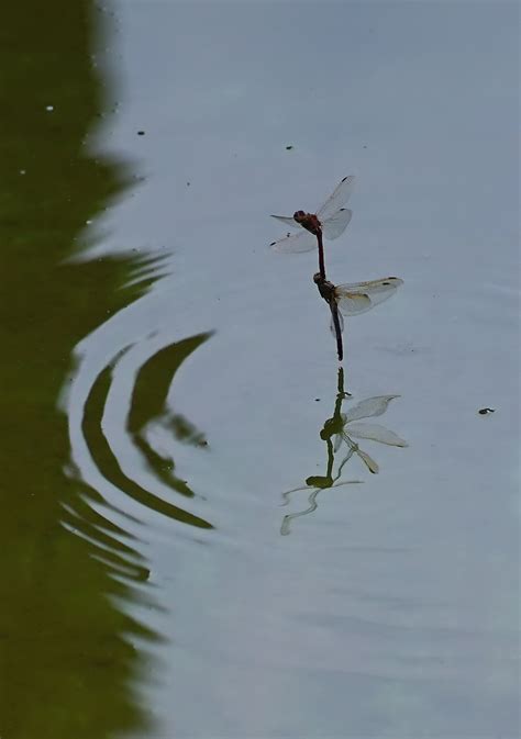 蜻蜓点水是怎么回事