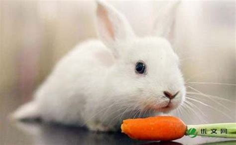 兔子的习性是什么（了解这些对你养兔有很大的帮助） – 碳资讯