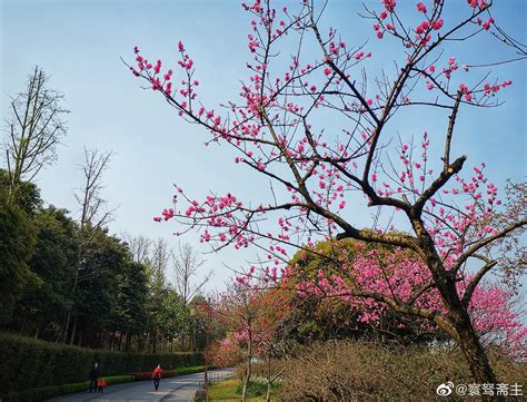 图集|春暖花开时 处处是风景 - 资讯 - 新湖南
