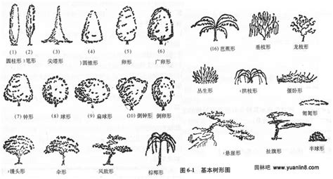 园林树木的树形及其观赏特性,树形分类-植物花卉_园林吧