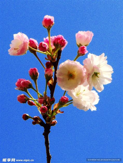 樱花非主流头像