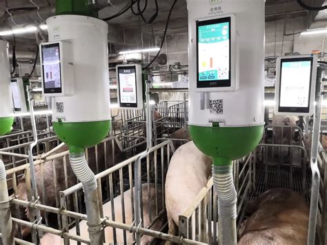母猪养殖的核心就在于“查情配种”，智能机器查情比人工查情准确率更高？ - 猪好多网