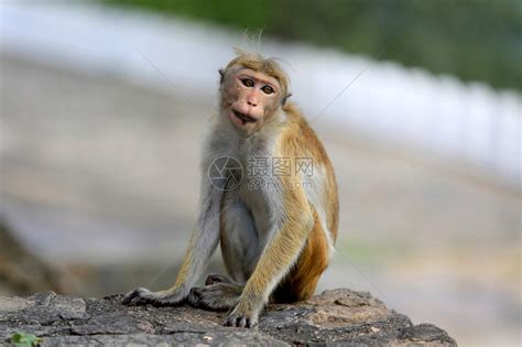 有趣的猴子住在游乐园动物的有趣猴子高清图片下载-正版图片303404610-摄图网
