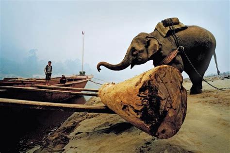 一印度大象被囚禁7年 惨遭毒打皮开肉绽（图） - 旅游曝光台 - 中国网•东海资讯