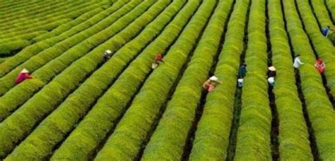 江西新余千亩生态茶园迎春开采 - 茶叶新闻 - 山崖茶谈