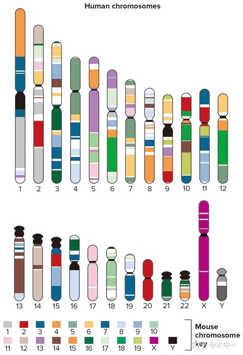 遗传变异、比较基因组学和疾病诊断 - NEJM医学前沿