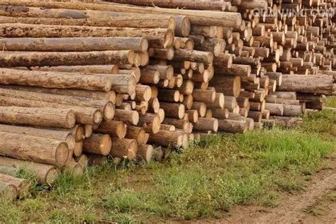 国内木材交易市场行情火热 成交量大涨_市场一线_资讯_整木网