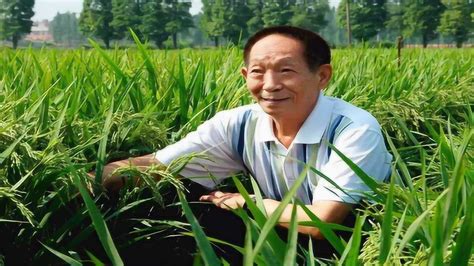 袁隆平海水稻在新疆盐碱地收割 产量高达549公斤(含视频)_手机新浪网