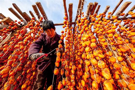 儿时春节美食——柿饼：四五十个脱了皮的柿子串吊起来晾晒2个月