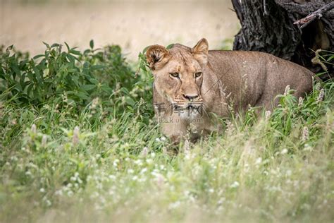 一只雌性狮子在自然背景下的形象。高清摄影大图-千库网