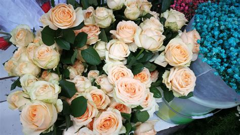 夏季玫瑰花的特写有选择的焦点高清图片下载-正版图片504309858-摄图网