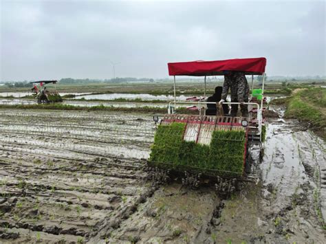 水稻机械化精准育插秧新技术与装备的推广应用