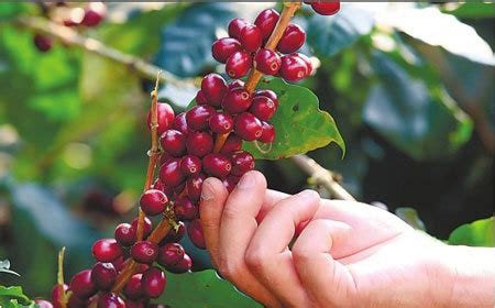 中国云南咖啡产区思茅咖啡豆 具有酸度适中的风味口感特征 中国咖啡网 05月06日更新
