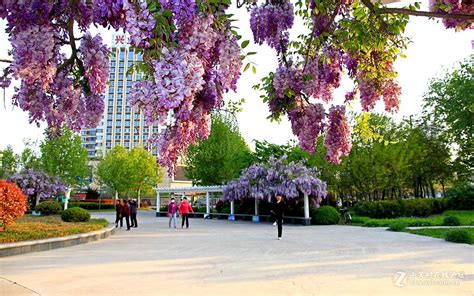 游嘉定紫藤园|游嘉定紫藤园-旅游-川北在线