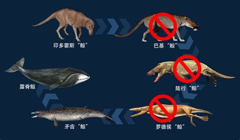 鲸进化图表,鲸进化_大山谷图库