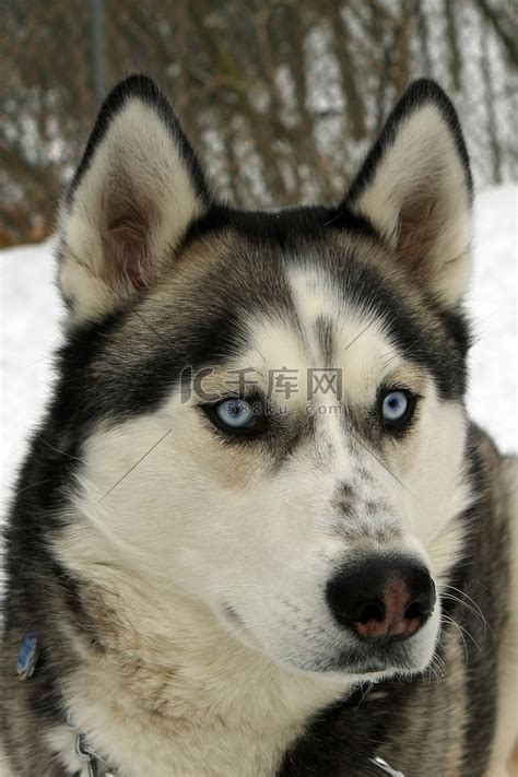 三种莱卡犬中最大的是东西伯利亚莱卡犬_[标签:标题1]