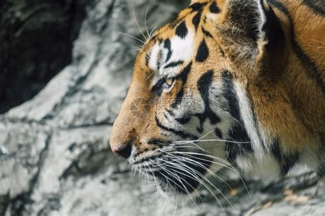 十大最强猫科动物排名-东北虎上榜(被誉为丛林之王)-排行榜123网