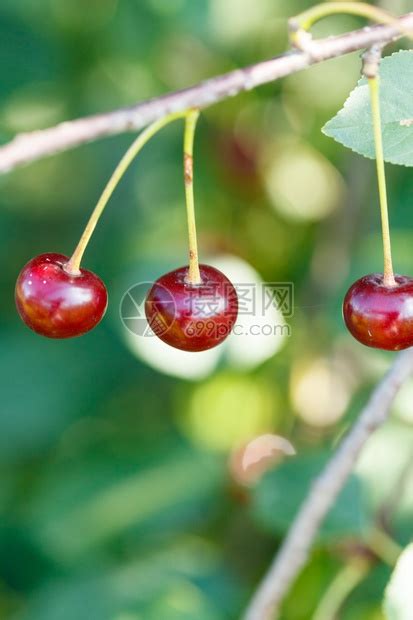 三颗红樱桃成熟的水果关闭在树枝上高清图片下载-正版图片307016024-摄图网