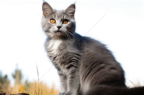 好奇心重的宠物猫咪高清图片下载-正版图片600696586-摄图网
