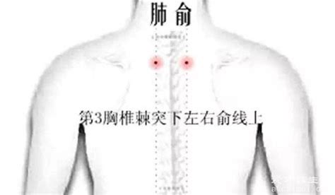 三伏贴位置示意图图片 三伏贴位置示意图图片