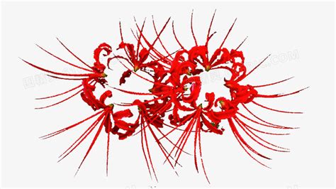 曼珠沙华，别名红色彼岸花（Lycorisradiata）、又称“引魂之花” - 知乎