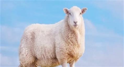 生肖羊适合佩戴什么首饰 属羊的适合佩戴什么-善吉网