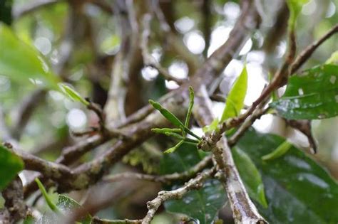 油茶树的生长环境是怎样的，一般多久挂果 - 农敢网