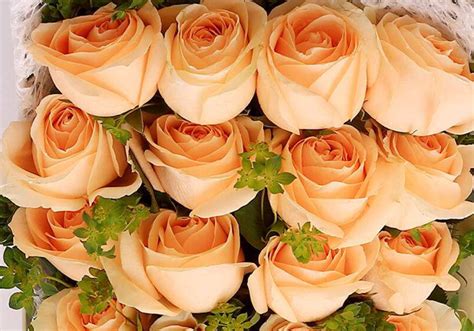 香槟玫瑰的花语是什么？香槟玫瑰的寓意和象征-花卉百科-中国花木网