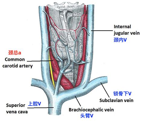 脑血管解剖学习笔记第24期：颈部静脉概述 - 脑医汇 - 神外资讯 - 神介资讯