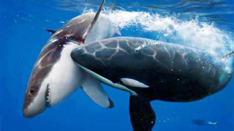 虎鲸一瞬间秒杀大白鲨，全新的海洋霸主诞生