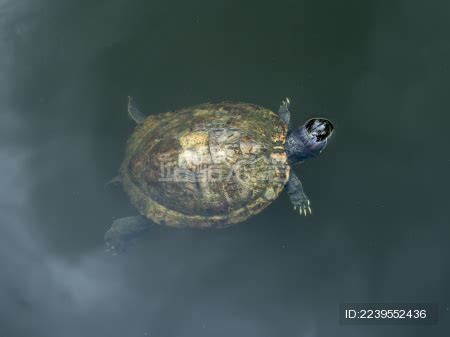 两只乌龟在湖中游泳高清摄影大图-千库网