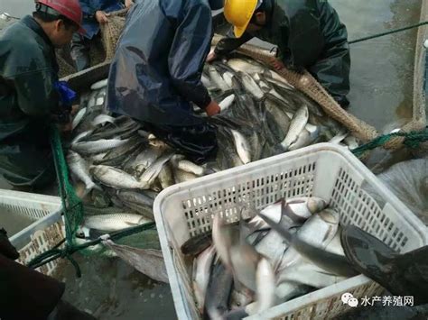 大量收购淡水鱼的买家，大量马口鱼收购，桃花马口鱼收